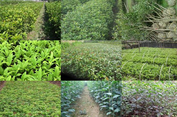 桂花树苗_大棚桂花种植技术及病虫害防治1663172003702