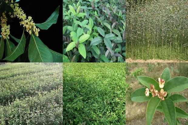 桂花树苗_大棚桂花种植技术及病虫害防治1663172003936