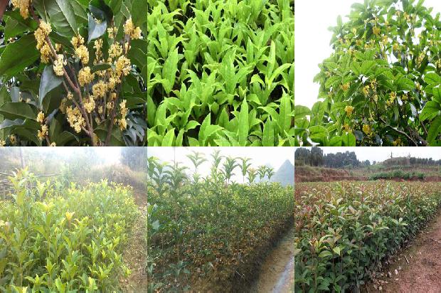 桂花树苗_大棚桂花种植技术及病虫害防治1663172004014