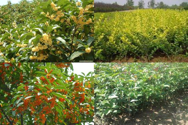 桂花树苗_大棚桂花种植技术及病虫害防治1663172004092