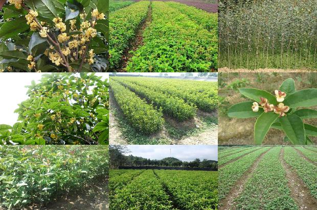 桂花树苗-新疆膜下滴灌加工桂花产量极限探讨1663172047414