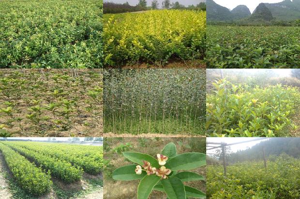 桂花树苗-新疆膜下滴灌加工桂花产量极限探讨1663172047425