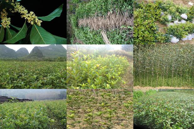 桂花树苗-新疆膜下滴灌加工桂花产量极限探讨1663172047436