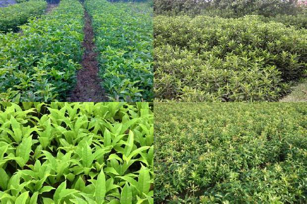 桂花苗价格:中职学校《桂花树栽培》交互教学方式的实践研究