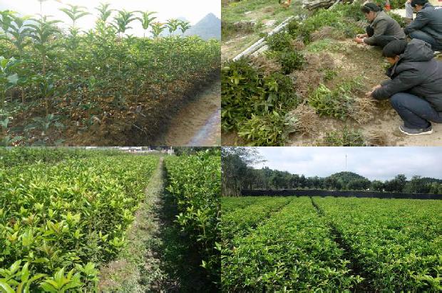 桂花苗价格:中职学校《桂花树栽培》交互教学方式的实践研究1663258013186