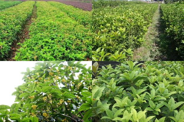 桂花苗价格:中职学校《桂花树栽培》交互教学方式的实践研究1663258013197