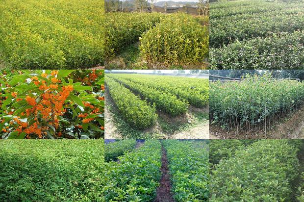 桂花苗价格_烟剂防治棚室桂花病虫害高效、经济又安全1663258024492