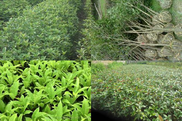 桂花苗价格_烟剂防治棚室桂花病虫害高效、经济又安全1663258024503