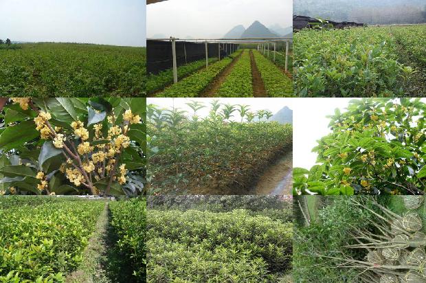 桂花苗价格-山西临汾桂花高产优质栽培技术