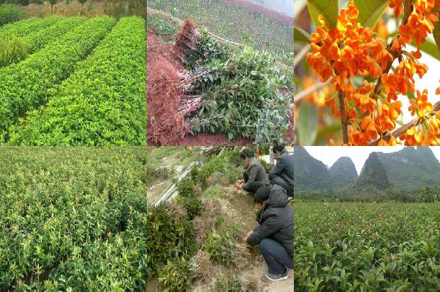 桂花苗价格-山西临汾桂花高产优质栽培技术1663258063828