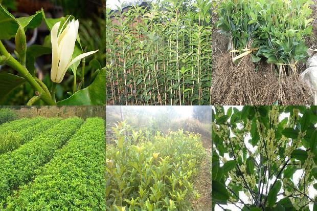 桂花苗价格(棚室桂花嫁接栽培管理)