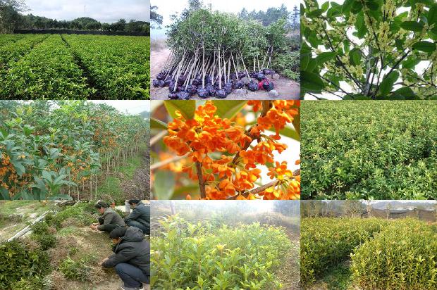 桂花苗价格_不同施肥处理对玛瑙红桂花生长发育的影响