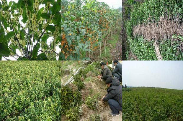 桂花苗价格_天水地区桂花树主要根部病害及其防治