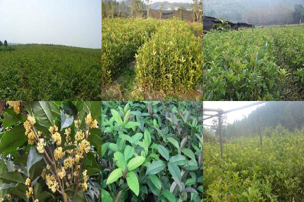 桂花苗:传统口味桂花