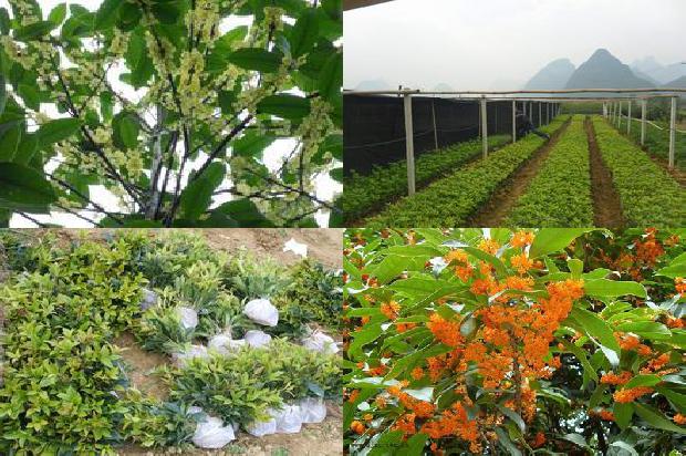桂花苗:传统口味桂花1663258615996