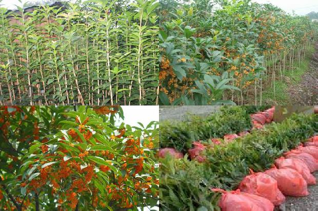 桂花苗:传统口味桂花1663258616018