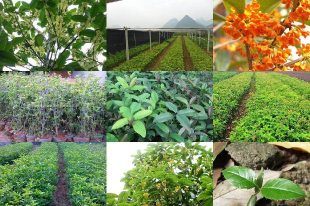 桂花苗_桂花红素乳状液稳定性的研究1663258647479