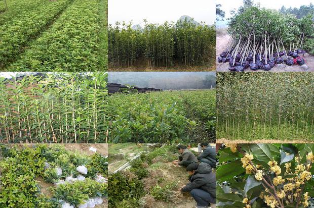 桂花苗_桂花红素乳状液稳定性的研究1663258647490