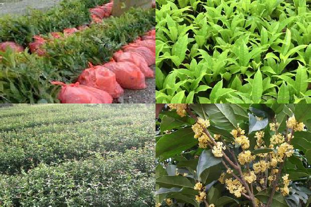桂花苗-新兴桂花树蓝莓丰产栽培技术1663258694937