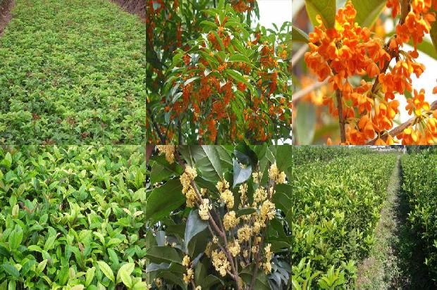 桂花树价格:桂花树在城市园林绿化建设中的应用1663344778258