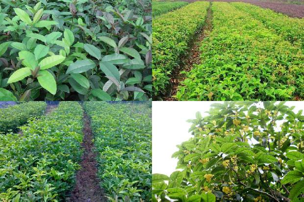 桂花树价格:浅谈气象条件对棚室桂花种植的影响及应对措施