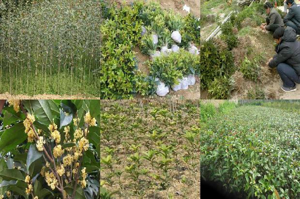 桂花树苗最新价格多少一棵呢1689899593492
