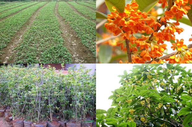 桂花树价格:浅谈气象条件对棚室桂花种植的影响及应对措施1663344791204
