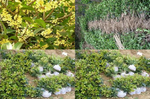 桂花树价格:浅谈气象条件对棚室桂花种植的影响及应对措施1663344791215