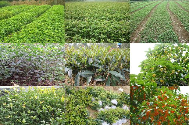 桂花树价格:浅谈气象条件对棚室桂花种植的影响及应对措施1663344791226