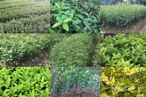 桂花树价格[民勤县日光温室桂花晚疫病综合防治技术]