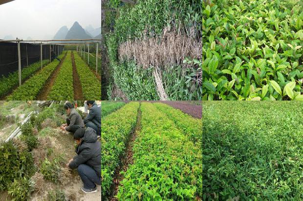 桂花树价格-桂花病虫害化学防治技术