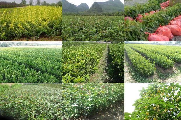 桂花树价格-桂花病虫害化学防治技术1663344837405