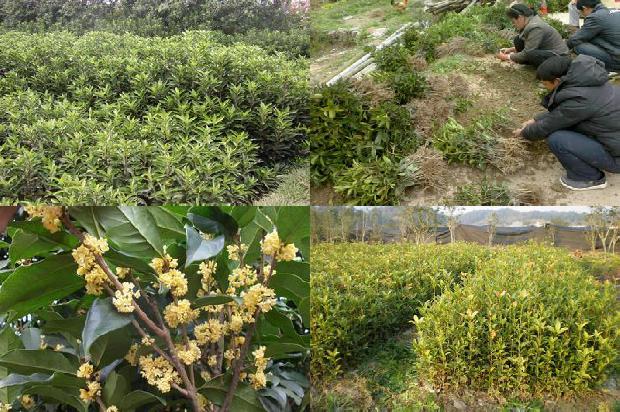 桂花树价格-桂花病虫害化学防治技术1663344837416