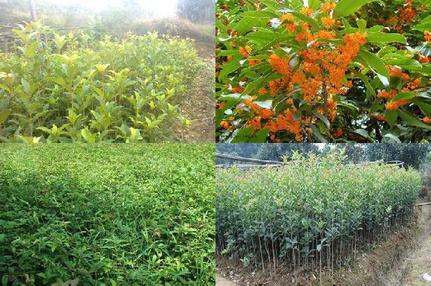 桂花苗价格[大棚桂花树—莴笋一年两熟高产栽培技术应用]
