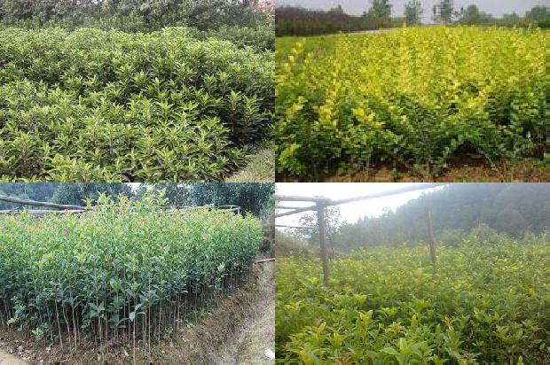 桂花苗价格「桂花树栽培技术对果品安全的影响浅析」1663431228890