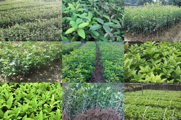 桂花苗价格「收益法在桂花树价值评估中的应用」