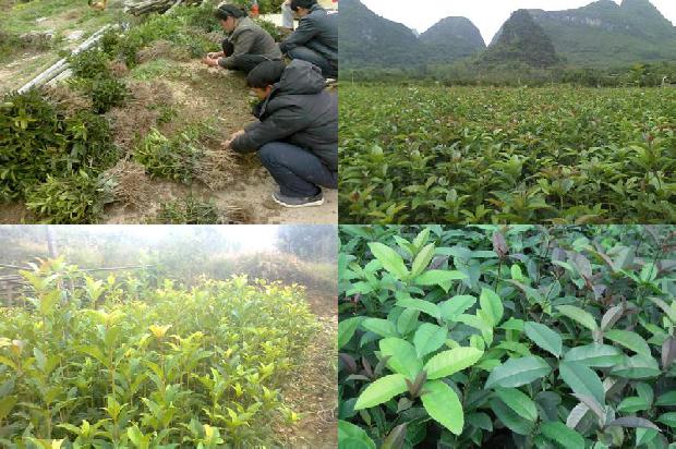 桂花苗价格「收益法在桂花树价值评估中的应用」1663431277539