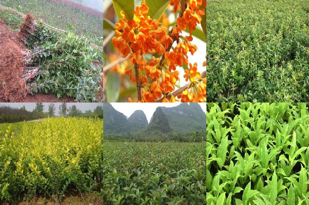 桂花苗价格:桂花树黄