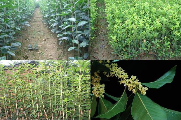 桂花苗价格:桂花树黄1663431288240