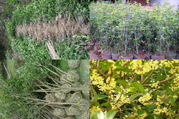 桂花苗价格:桂花树黄1663431288274