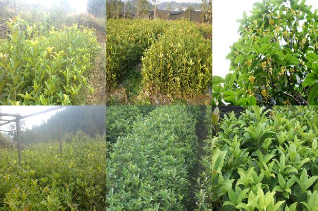 怎样种植桂花盆栽1688862108639