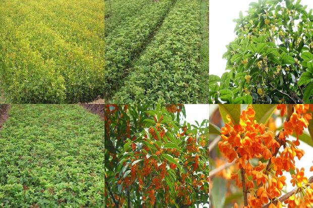 桂花树苗[广东栗味桂花树栽培关键技术]1663517584312