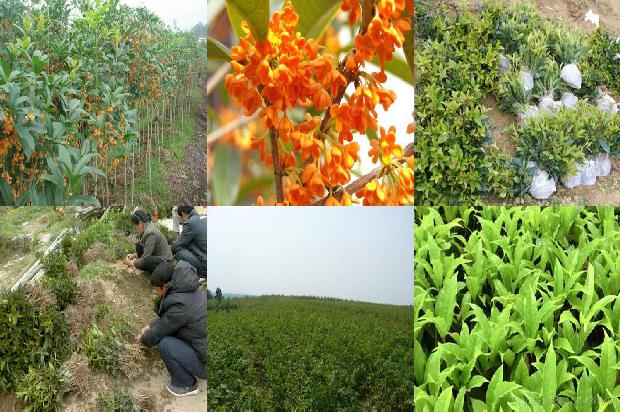桂花12公分多少钱一棵啊1690158660802