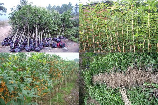 桂花树苗价格[防止大桂花裂果的技术策略研究]