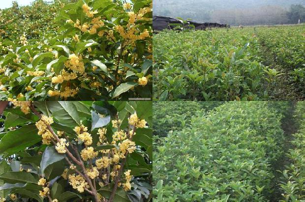 桂花树苗价格[防止大桂花裂果的技术策略研究]1663603907222