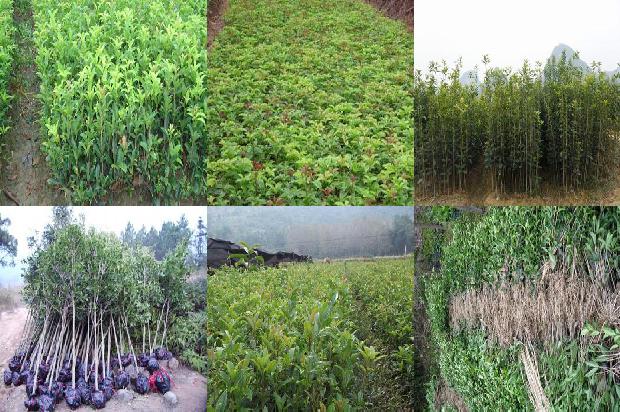 桂花树苗价格-秋季大棚桂花栽培技术