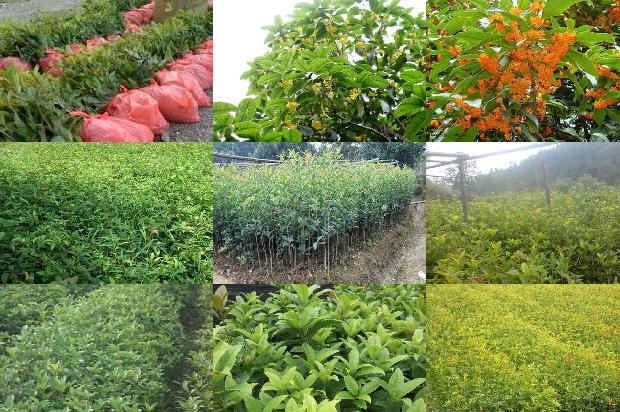 桂花树苗价格:徐州未来有机农业有限公司江苏省丰县桂花树优新品种示范园