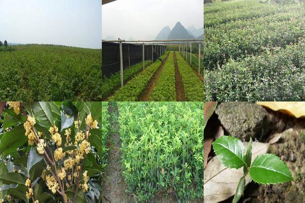 桂花树苗价格:徐州未来有机农业有限公司江苏省丰县桂花树优新品种示范园1663603953516