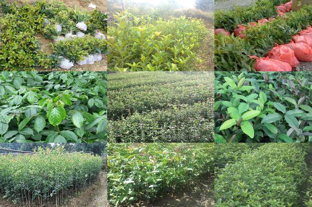 桂花树苗价格:徐州未来有机农业有限公司江苏省丰县桂花树优新品种示范园1663603953527