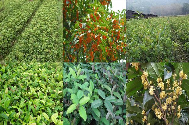 桂花树苗价格:徐州未来有机农业有限公司江苏省丰县桂花树优新品种示范园1663603953538